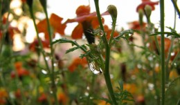 Rain garden